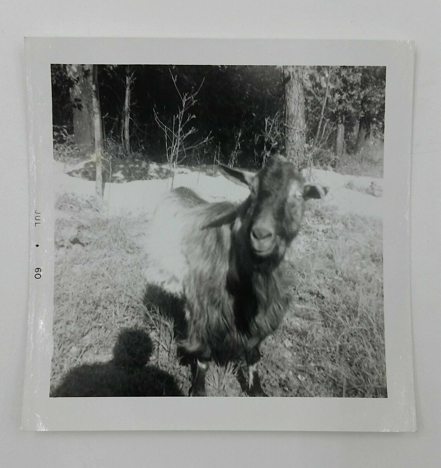 1960's Goat Animal Livestock Farm Black & White Photo 3.50" X 3.50" Picture