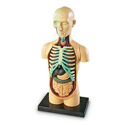 Learning Resources Human Body Model, Science Classroom Demonstration Tools,